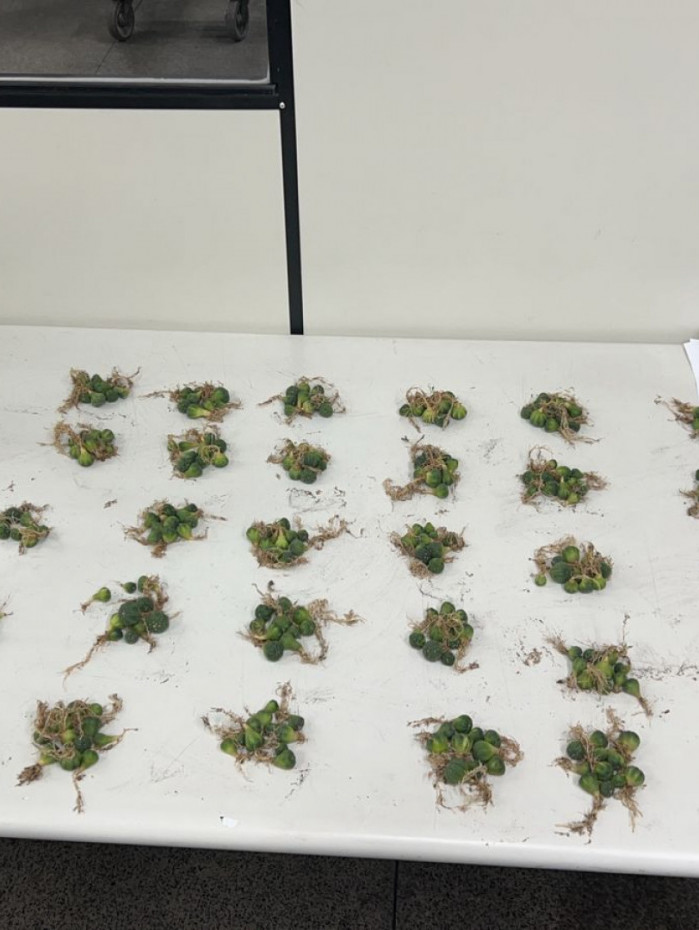 Cactos foram apreendidos e encaminhados ao Jardim Bot&acirc;nico