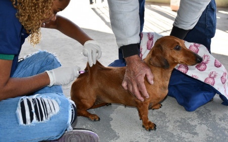 Serrinha e Capelinha recebem campanha de vacinação antirrábica