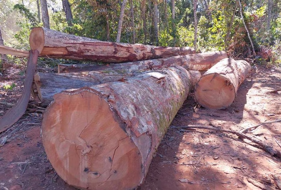 PF faz operação contra madeireiros e líderes indígenas no Xingu