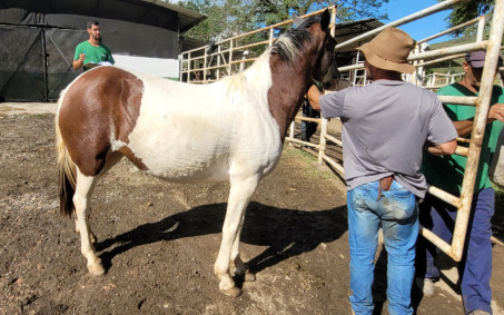 Prefeitura de Resende realiza leilão de animais apreendidos