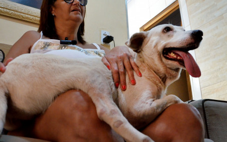 Cãozinho é adotado em feira da Prefeitura após ser atropelado e perder uma pata