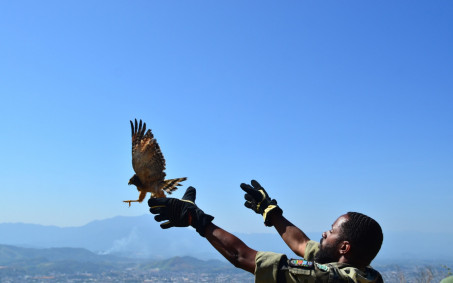 Guarda Ambiental de Nova Iguaçu devolve gavião-carijó à natureza