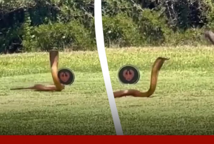 Cobra Naja invade campo de golfe na África do Sul