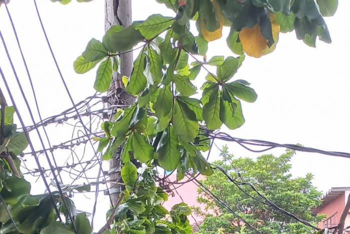 Árvore caiu em cima da escada que dá para a entrada da casa