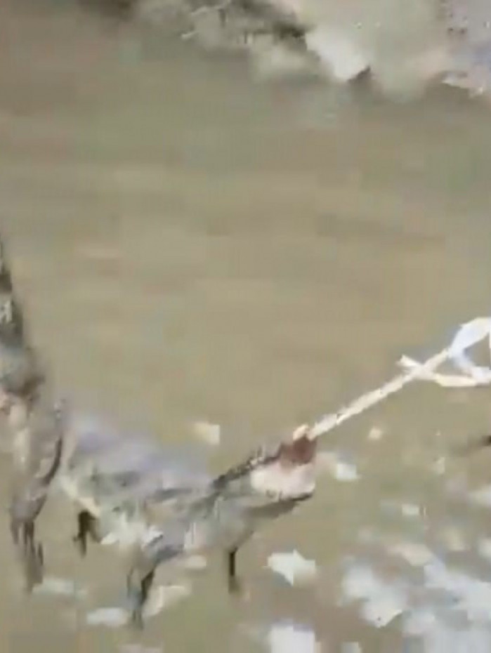 Moradores de Acari capturaram animal levado pela inundação