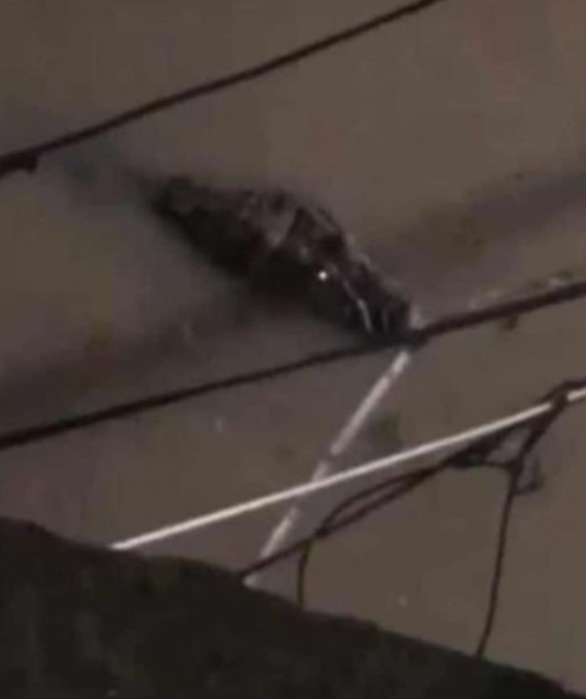 Animais foram vistos nas enchentes de Acari. 