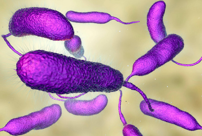 Bact&eacute;ria causadora da doen&ccedil;a (Vibrio cholerae) foi identificada em um homem de 60 anos de idade