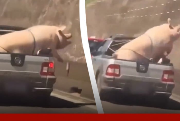 Porco e cabrito s&atilde;o transportados de forma ilegal na Rodovia Raposo Tavares, em S&atilde;o Paulo