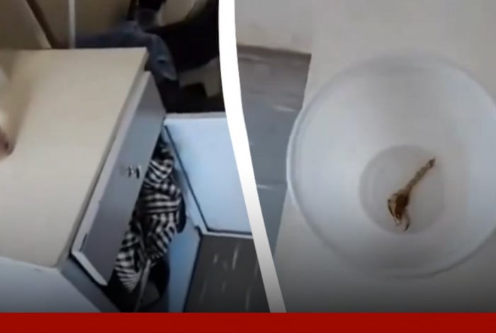 Coletora de laranjas encontra escorpião na fralda geriátrica do pai.