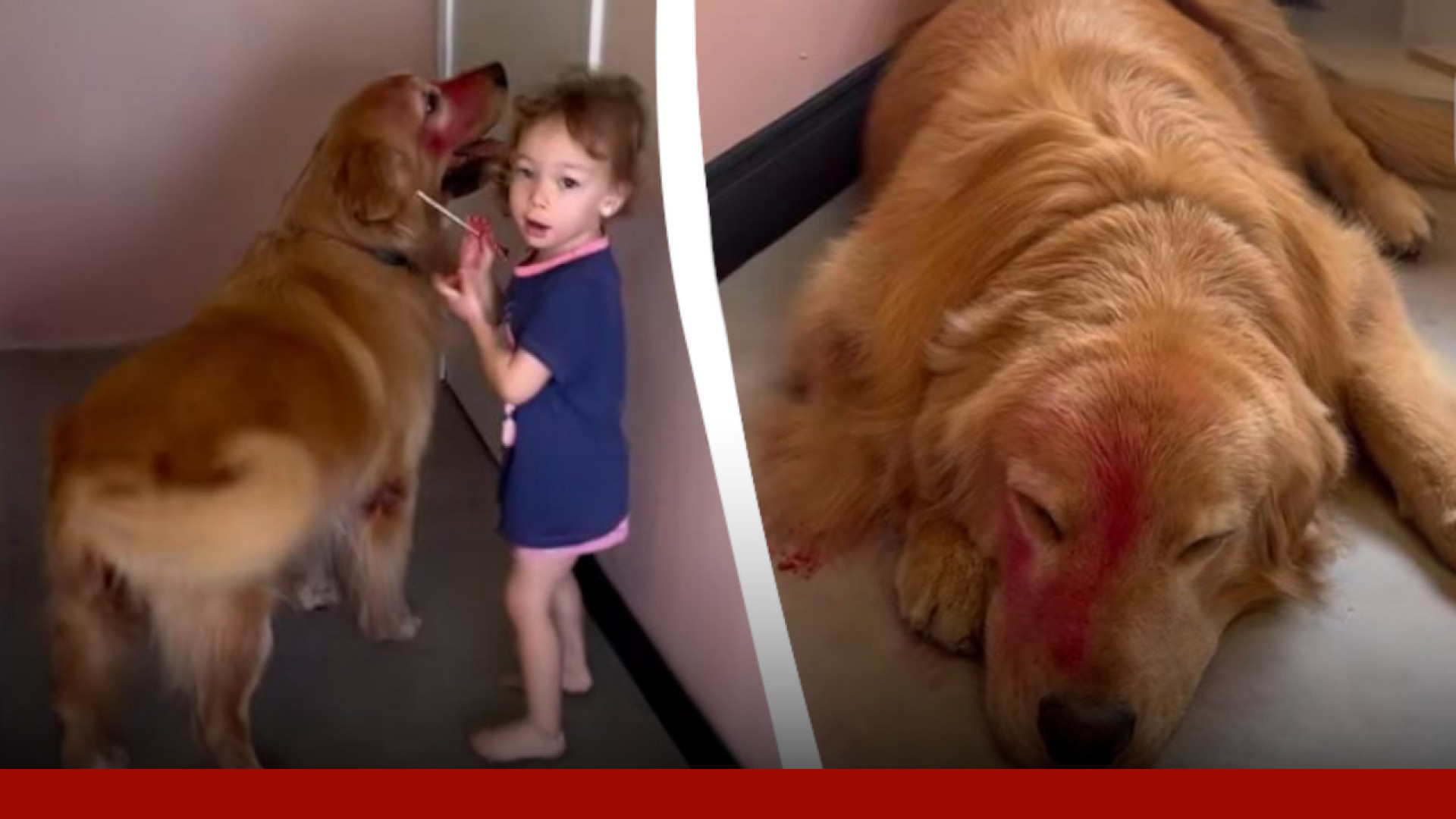 Pai flagra criança maquiando pet da família