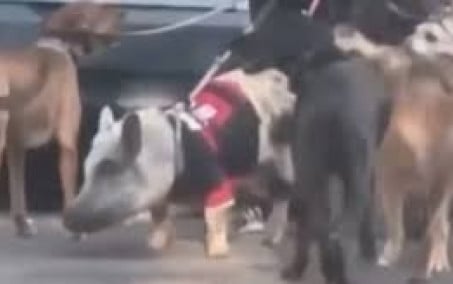 Homem leva porco e ao menos 10 cães para passear na Zona Sul e vídeo viraliza