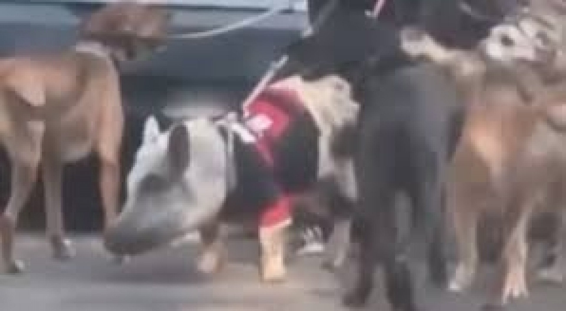 Porco Arrascaeta, de camisa do Flamengo, passeia ao lado de cães no Rio - Reprodução de vídeo