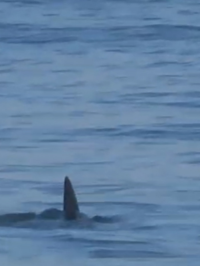 Animal flagrado é, possivelmente, da espécie tubarão-martelo