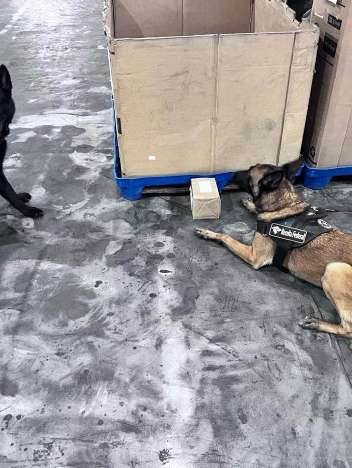 Cães de faro da Receita Federal auxiliaram na localização das drogas
