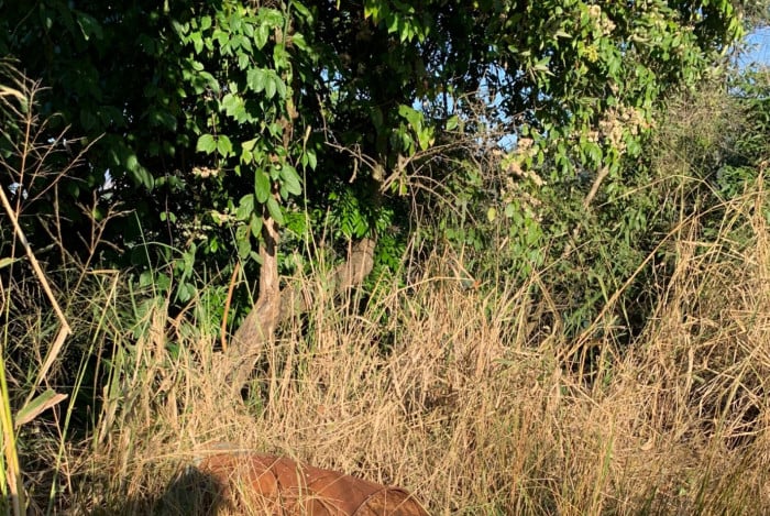 Diversas ossadas foram encontradas em cemitério clandestino na Chacrinha