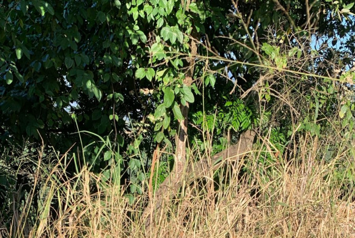 Diversas ossadas foram encontradas em cemitério clandestino na Chacrinha