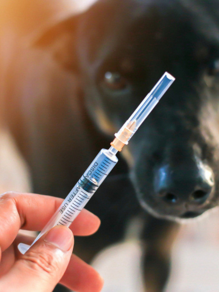 Vacina&ccedil;&atilde;o antirr&aacute;bica refor&ccedil;a a prote&ccedil;&atilde;o de c&atilde;es e gatos contra a raiva