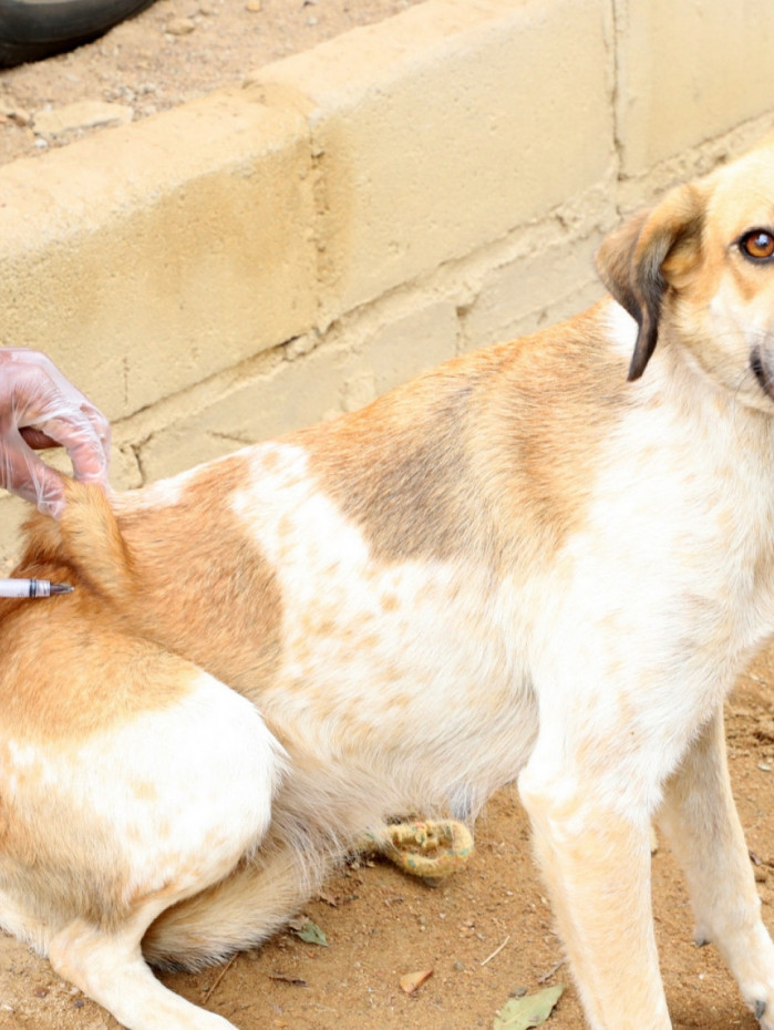 Vacina&ccedil;&atilde;o antirr&aacute;bica protege animais e previne a raiva, doen&ccedil;a letal que pode afetar humanos