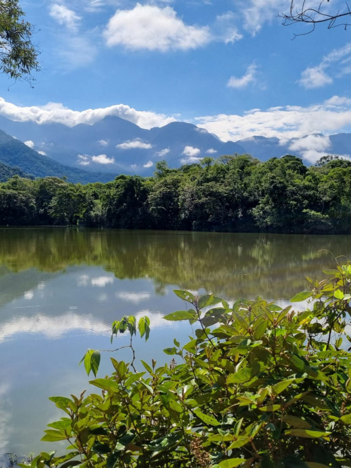 A regeneração feita pela própria natureza