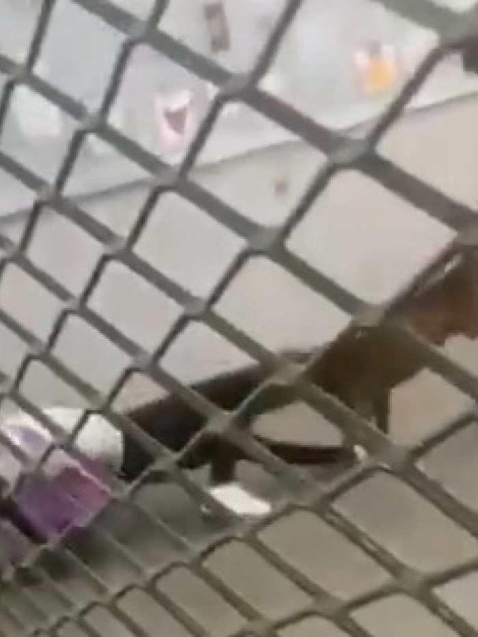 Pitbull ataca crianças dentro de escola em Belford Roxo