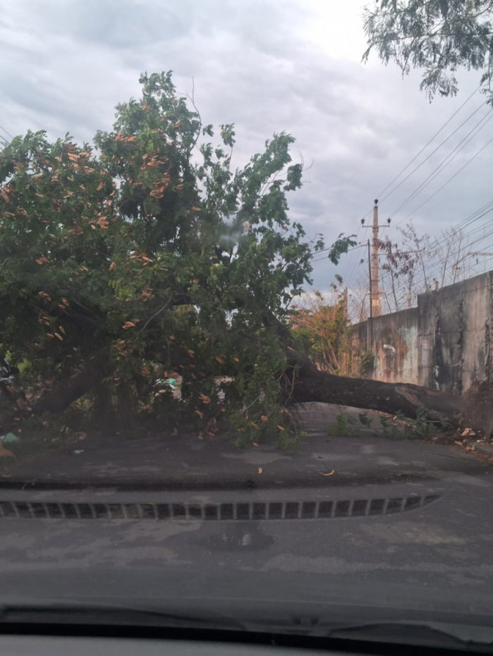 Queda de &aacute;rvore na Rua Cabi&uacute;na, em Senador Vasconcelos