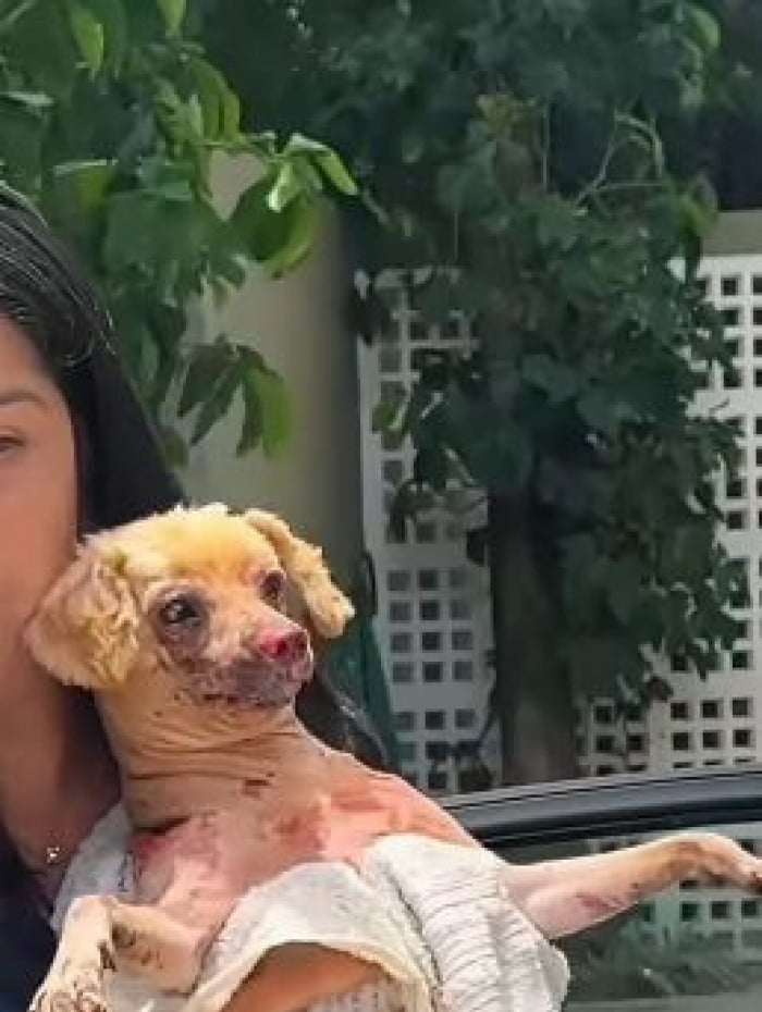 Cachorro foi resgatado com queimaduras