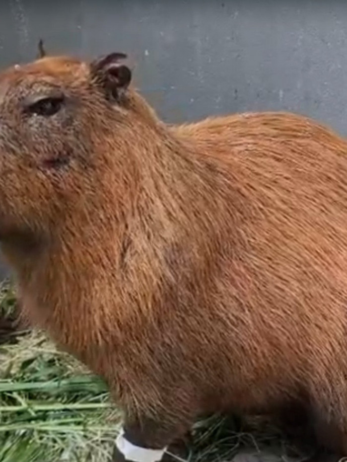 A capivara &eacute; um macho adulto de 65 kg