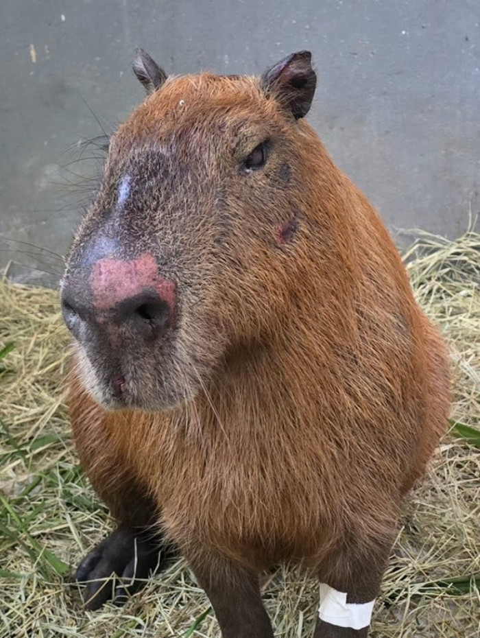 Capivara ficou com diversos ferimentos pelo corpo 