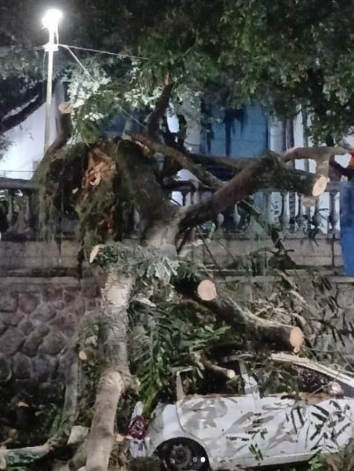 &Aacute;rvore caiu sobre carro na Gl&oacute;ria, na Zona Sul