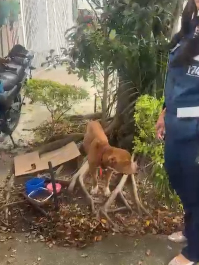 Pit bull resgatado em Maria da Gra&ccedil;a