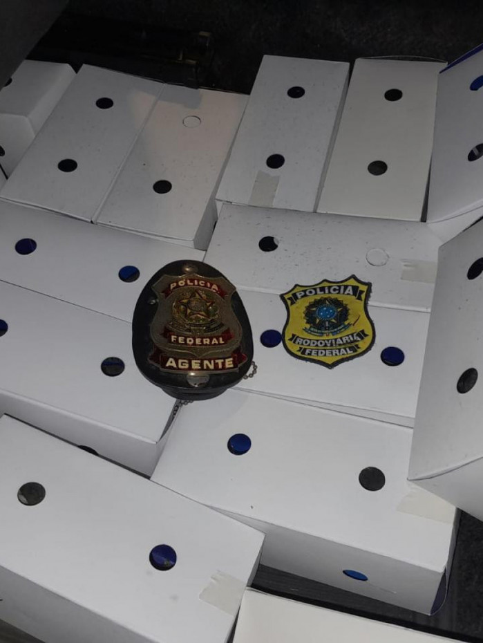 Cerca de 50 p&aacute;ssaros foram encontrados dentro do carro na Ponte Rio-Niter&oacute;i
