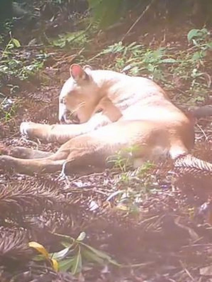 On&ccedil;a-parda foi vista curtindo sol no Parque Estadual dos Tr&ecirc;s Picos (PETP)