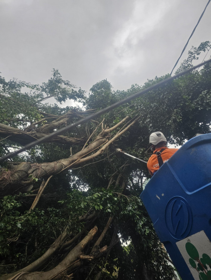 &Aacute;rvore caiu na Rua Filgueiras Lima, no Riachuelo, Zona Norte do Rio