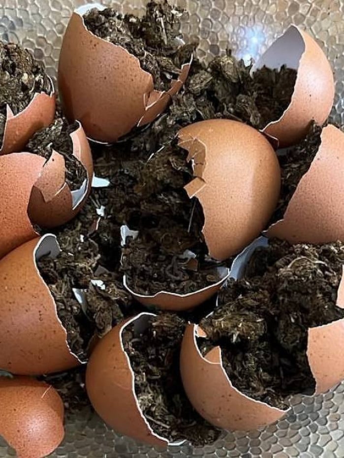 Ovos com maconha foram apreendidos pela Seap-PB