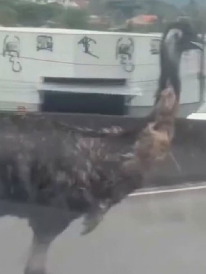 Emu &eacute; visto circulando em Campo Grande