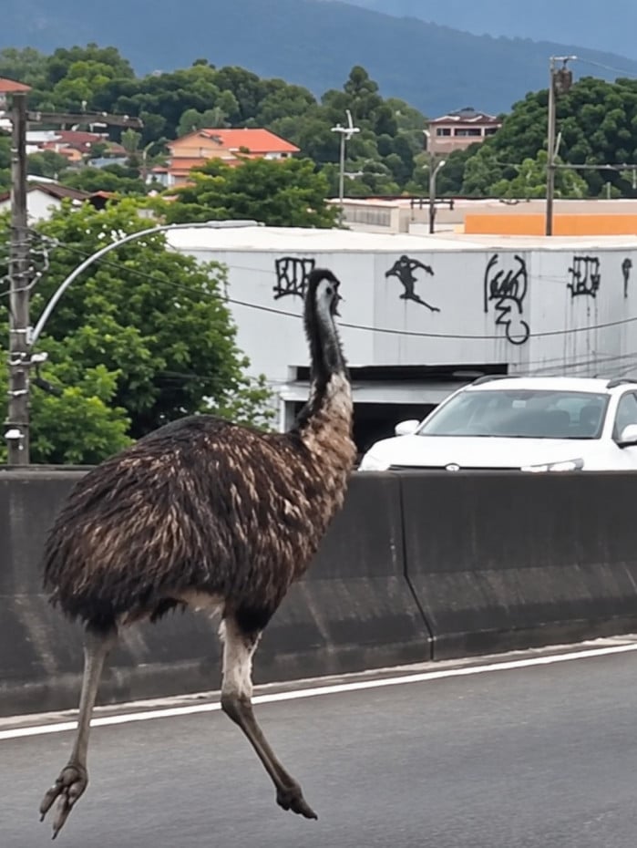 O emu foi flagrado no Viaduto Alcir Pimenta, em Campo Grande