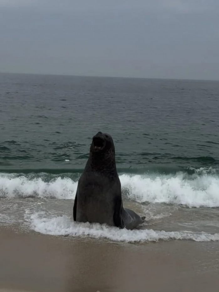 Elefante marinho foi visto em dois pontos de Itaipua&ccedil;u neste domingo 