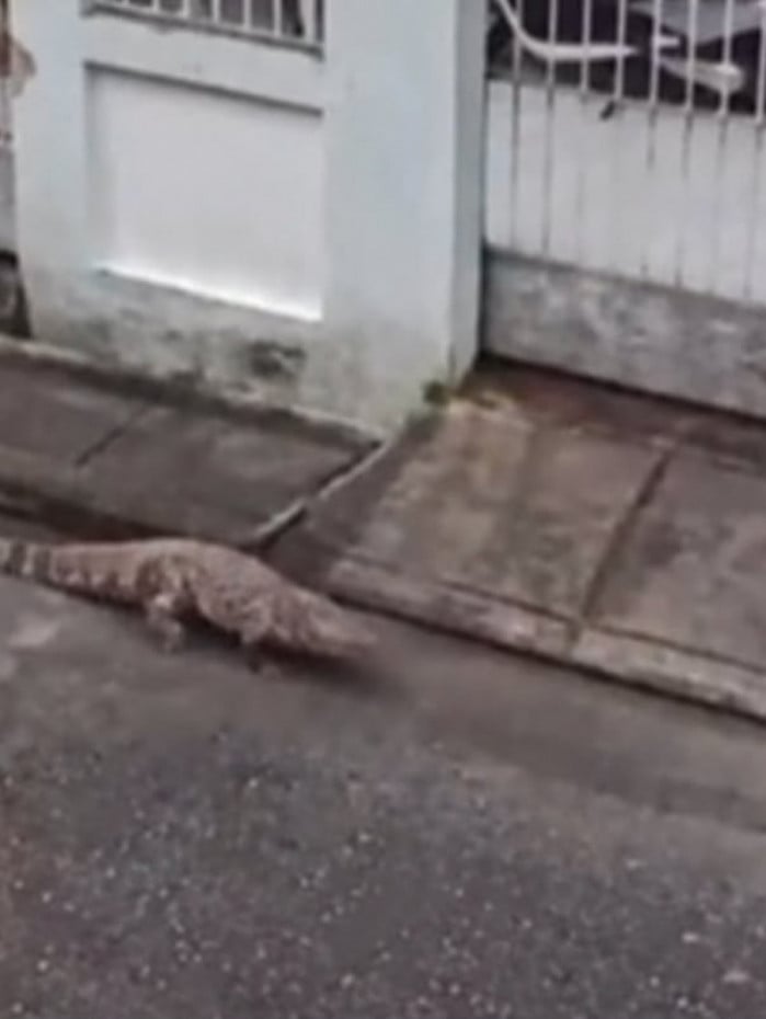 Jacar&eacute; &eacute; gravado rastejando em rua de um condom&iacute;nio 