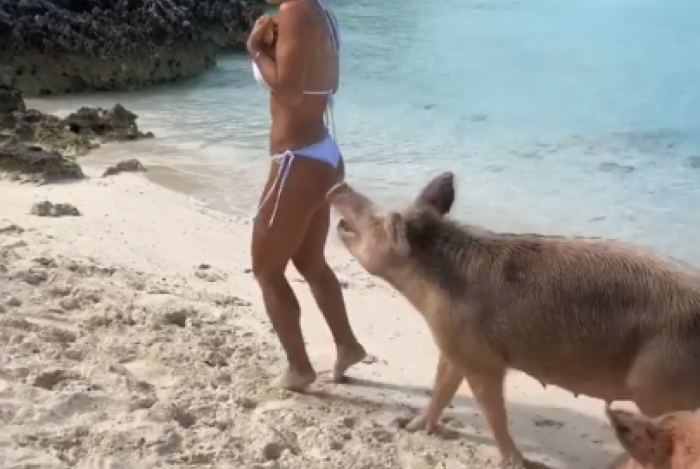 Michelle Lewin tenta fugir dos porcos