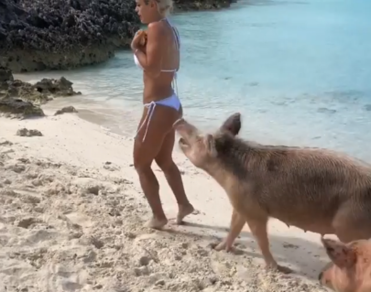 Michelle Lewin tenta fugir dos porcos