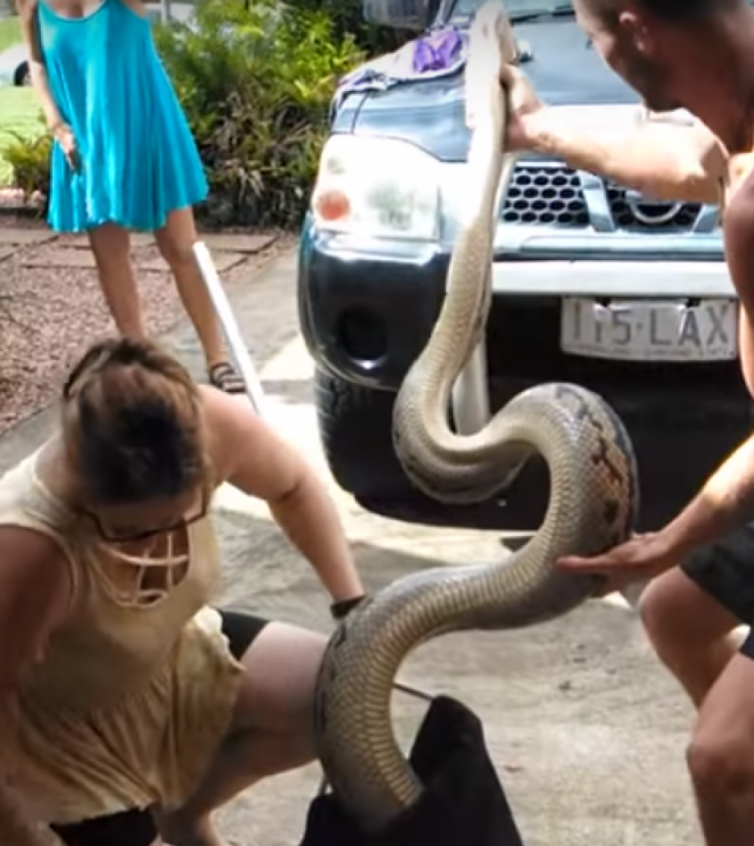 Casal encontra cobra com mais de 5m na área de serviço; vídeo MH