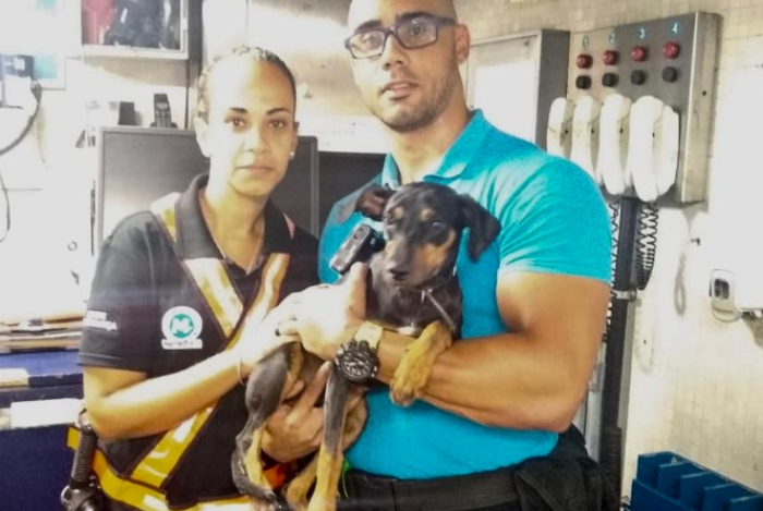Cachorro foi resgatado após percorrer 8 km nos trilhos do metrô