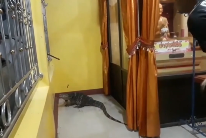Lagarto gigante invade templo budista e assusta fiéis 