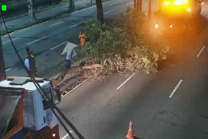 Chuva derruba árvore na Avenida Presidente Vargas