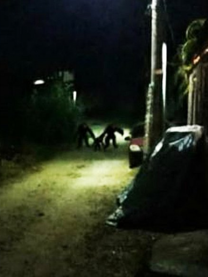 Boato de 'criatura estranha' assusta moradores de ilha na Bahia